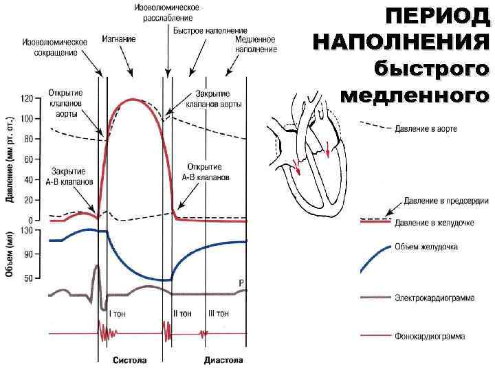 ПЕРИОД НАПОЛНЕНИЯ быстрого медленного 