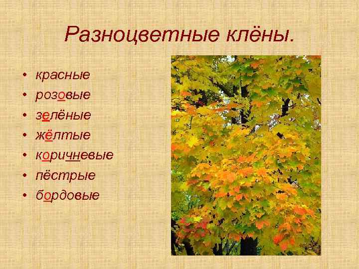 Разноцветные клёны. • • красные розовые зелёные жёлтые коричневые пёстрые бордовые 