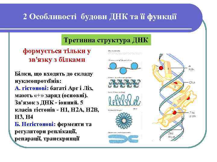 2 Особливості будови ДНК та її функції Третинна структура ДНК формується тільки у зв'язку