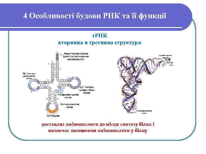 4 Особливості будови РНК та її функції т. РНК вторинна и третинна структура доставляє