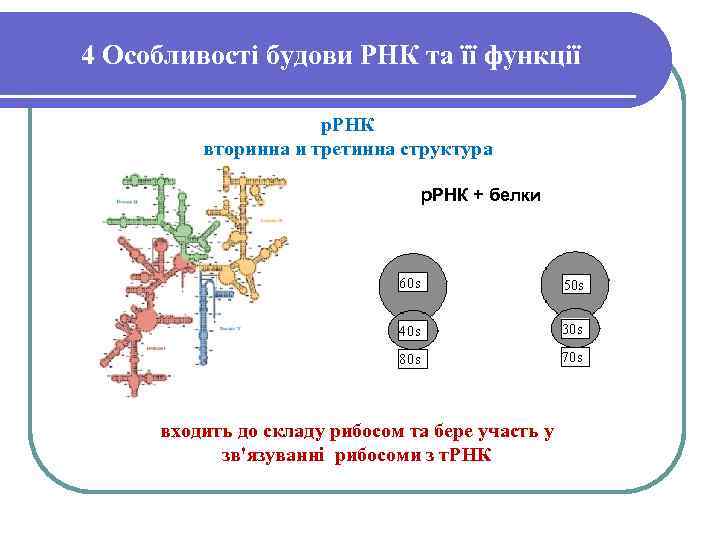 4 Особливості будови РНК та її функції р. РНК вторинна и третинна структура р.