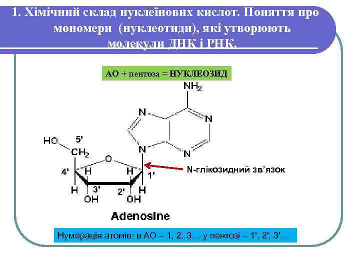 1. Хімічний склад нуклеїнових кислот. Поняття про мономери (нуклеотиди), які утворюють молекули ДНК і