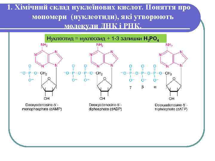 1. Хімічний склад нуклеїнових кислот. Поняття про мономери (нуклеотиди), які утворюють молекули ДНК і