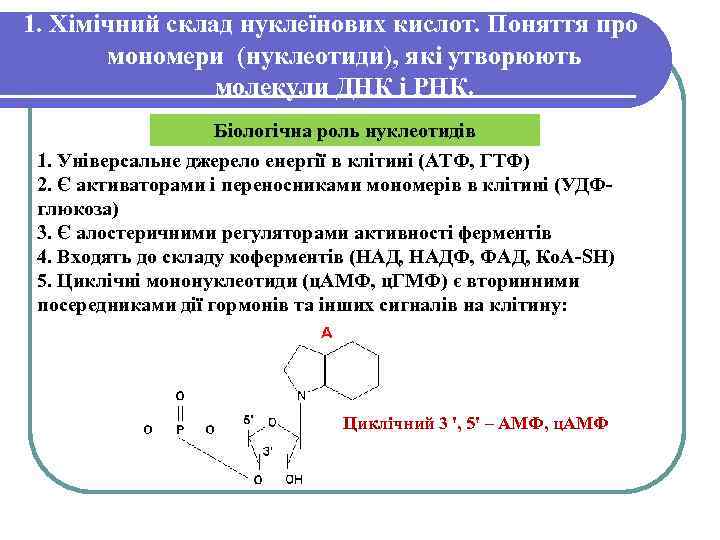 1. Хімічний склад нуклеїнових кислот. Поняття про мономери (нуклеотиди), які утворюють молекули ДНК і