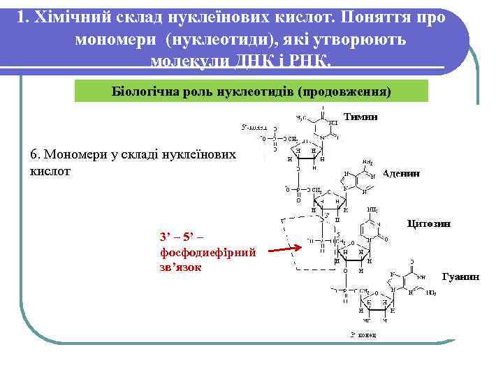 1. Хімічний склад нуклеїнових кислот. Поняття про мономери (нуклеотиди), які утворюють молекули ДНК і