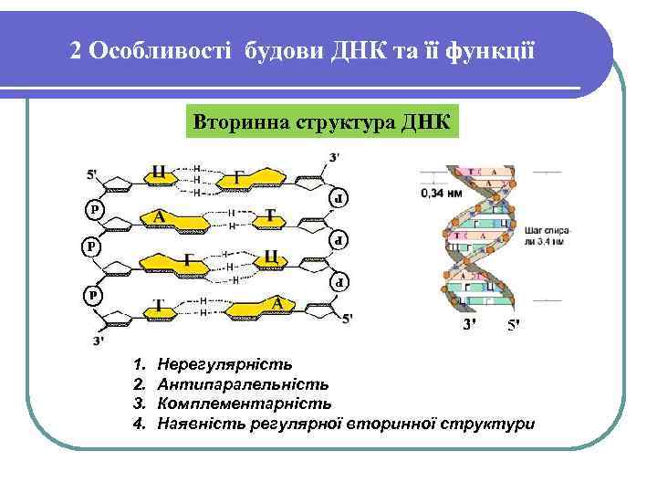 2 Особливості будови ДНК та її функції Вторинна структура ДНК 1. 2. 3. 4.