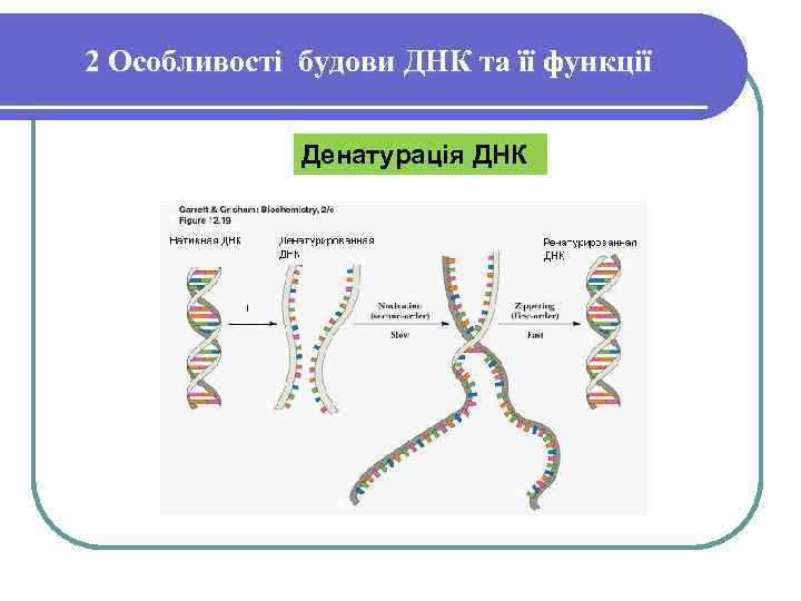 2 Особливості будови ДНК та її функції Денатурація ДНК 