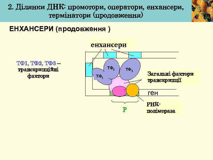 2. Ділянки ДНК: промотори, оператори, енхансери, термінатори (продовження) ЕНХАНСЕРИ (продовження ) енхансери ТФ 1,