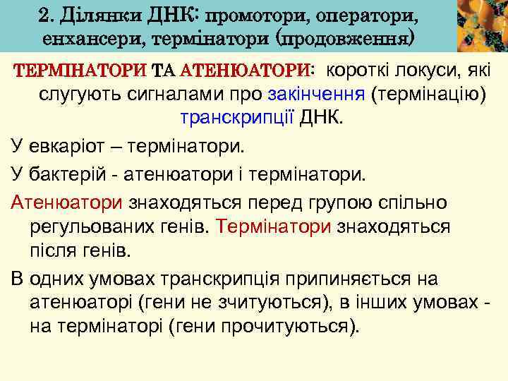 2. Ділянки ДНК: промотори, оператори, енхансери, термінатори (продовження) ТЕРМІНАТОРИ ТА АТЕНЮАТОРИ: короткі локуси, які