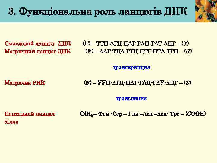 3. Функціональна роль ланцюгів ДНК Смисловий ланцюг ДНК Матричний ланцюг ДНК (5′) – ТТЦ-АГЦ-ЦАГ-ГАЦ-ГАТ-АЦГ