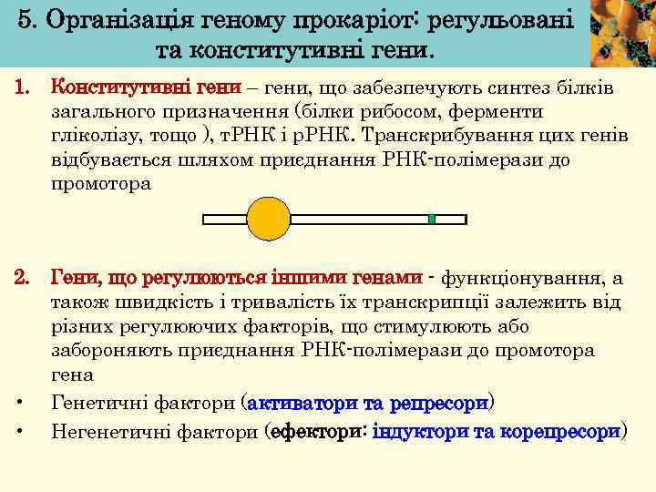 5. Організація геному прокаріот: регульовані та конститутивні гени. 1. Конститутивні гени – гени, що