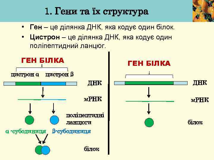 1. Гени та їх структура • Ген – це ділянка ДНК, яка кодує один