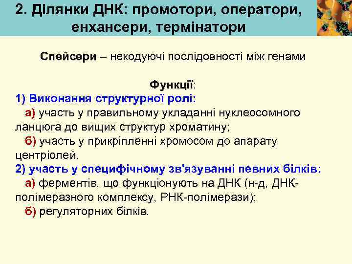 2. Ділянки ДНК: промотори, оператори, енхансери, термінатори Спейсери – некодуючі послідовності між генами Функції: