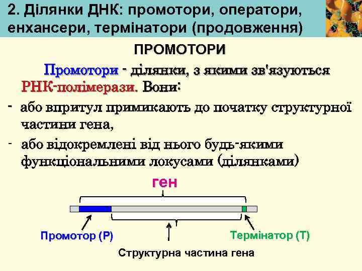 2. Ділянки ДНК: промотори, оператори, енхансери, термінатори (продовження) ПРОМОТОРИ Промотори - ділянки, з якими