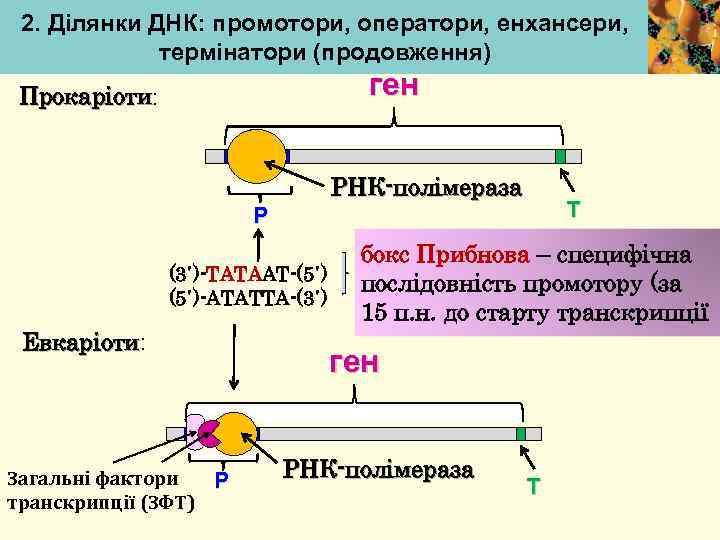 2. Ділянки ДНК: промотори, оператори, енхансери, термінатори (продовження) ген Прокаріоти: Прокаріоти РНК-полімераза Т Р