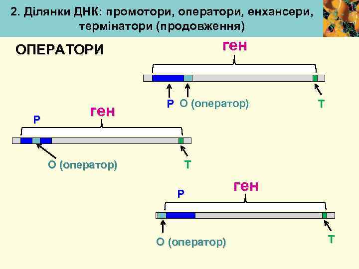 2. Ділянки ДНК: промотори, оператори, енхансери, термінатори (продовження) ген ОПЕРАТОРИ Р ген О (оператор)