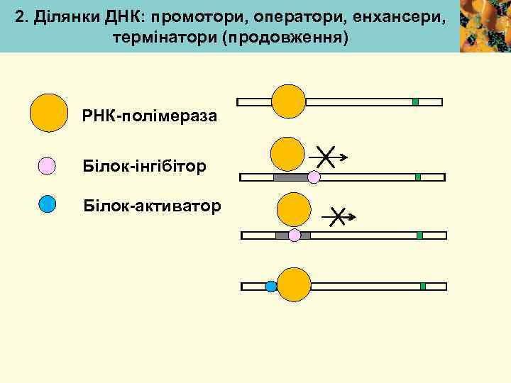 2. Ділянки ДНК: промотори, оператори, енхансери, термінатори (продовження) РНК-полімераза Білок-інгібітор Білок-активатор 