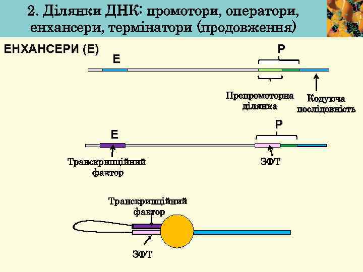 2. Ділянки ДНК: промотори, оператори, енхансери, термінатори (продовження) ЕНХАНСЕРИ (Е) Р Е Препромоторна Кодуюча