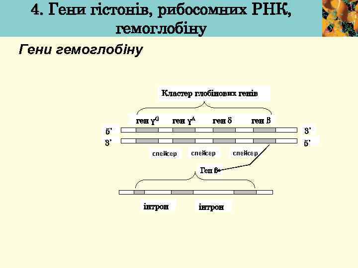 4. Гени гістонів, рибосомних РНК, гемоглобіну Гени гемоглобіну Кластер глобінових генів ген γG ген