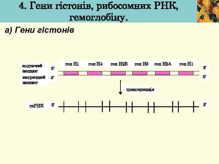 4. Гени гістонів, рибосомних РНК, гемоглобіну. а) Гени гістонів кодуючий ланцюг матричний ланцюг 5'