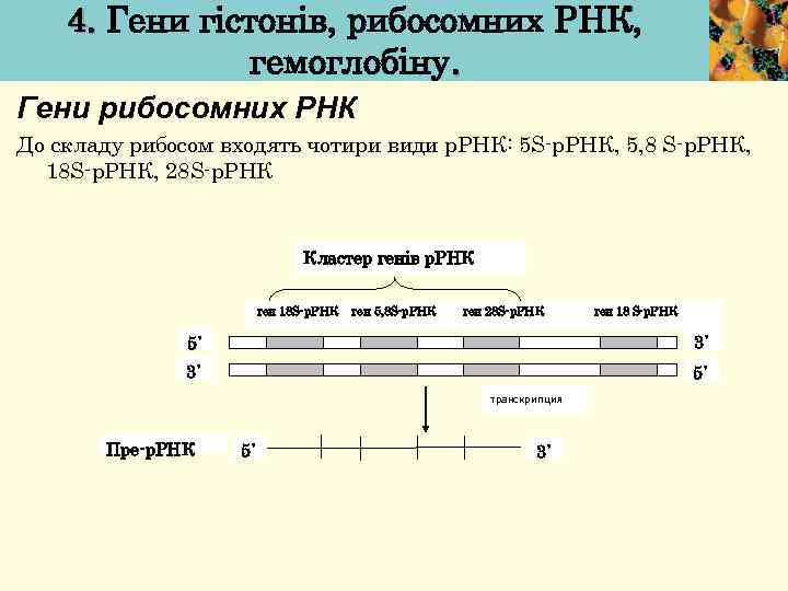 4. Гени гістонів, рибосомних РНК, гемоглобіну. Гени рибосомних РНК До складу рибосом входять чотири