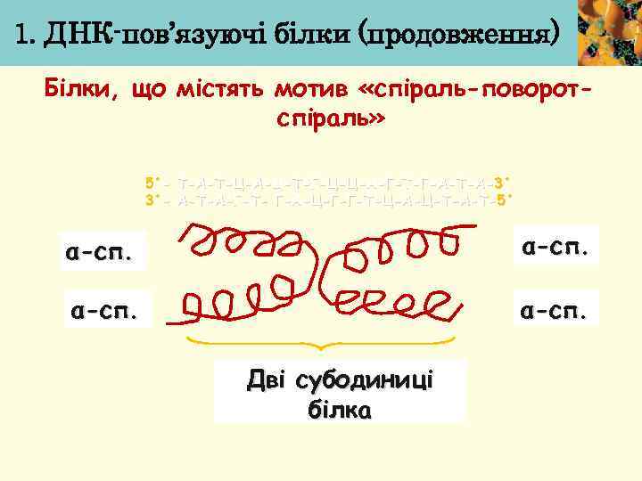 1. ДНК-пов’язуючі білки (продовження) Білки, що містять мотив «спіраль-поворотспіраль» 5΄- Т-А-Т-Ц-А-Ц-Т-Г-Ц-Ц-А-Г-Т-Г-А-Т-А-3΄ 3΄- А-Т-А-Г-Т- Г-А-Ц-Г-Г-Т-Ц-А-Ц-Т-А-Т-5΄