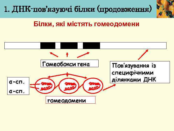 1. ДНК-пов’язуючі білки (продовження) Білки, які містять гомеодомени Гомеобокси гена α-сп. гомеодомени Пов’язування із