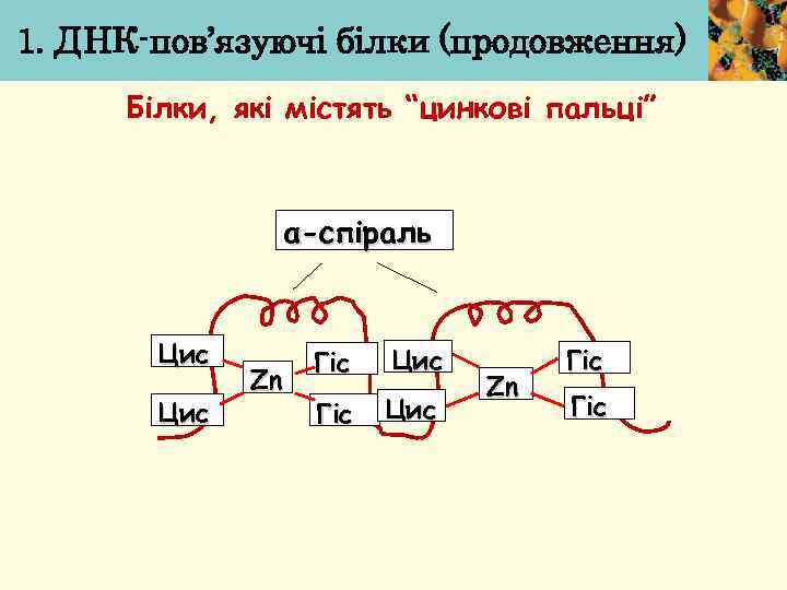 1. ДНК-пов’язуючі білки (продовження) Білки, які містять “цинкові пальці” α-спіраль Цис Zn Гіс 