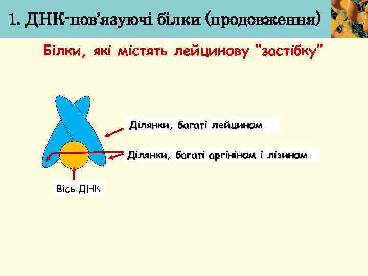 1. ДНК-пов’язуючі білки (продовження) Білки, які містять лейцинову “застібку” Ділянки, багаті лейцином Ділянки, багаті