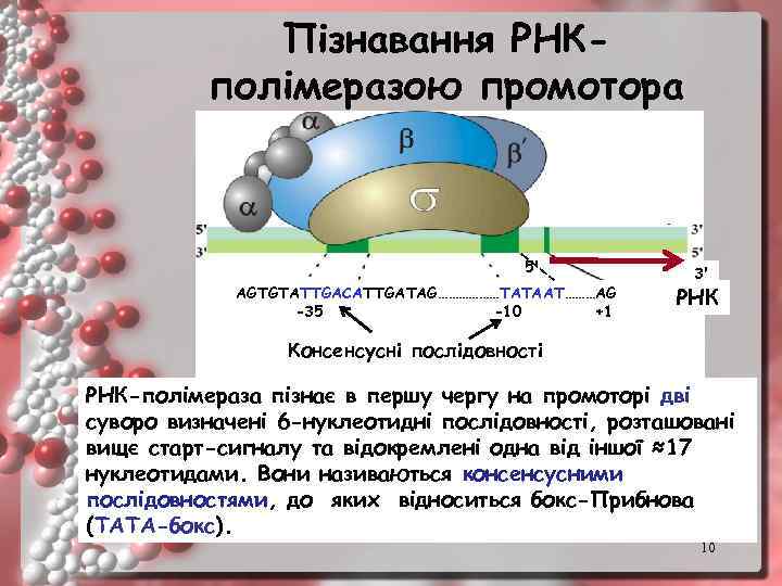 Пізнавання РНКполімеразою промотора 5' АGTGTATTGACATTGATAG………………TATAАТ………AG -35 -10 +1 3' РНК Консенсусні послідовності РНК-полімераза пізнає