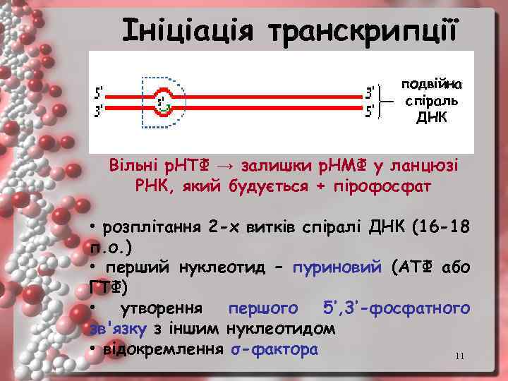 Ініціація транскрипції подвійна спіраль ДНК Вільні р. НТФ → залишки р. НМФ у ланцюзі