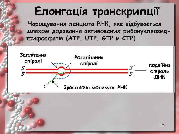 Елонгація транскрипції Нарощування ланцюга РНК, яке відбувається шляхом додавання активованих рибонуклеозидтрифосфатів (АТР, UTP, GТP