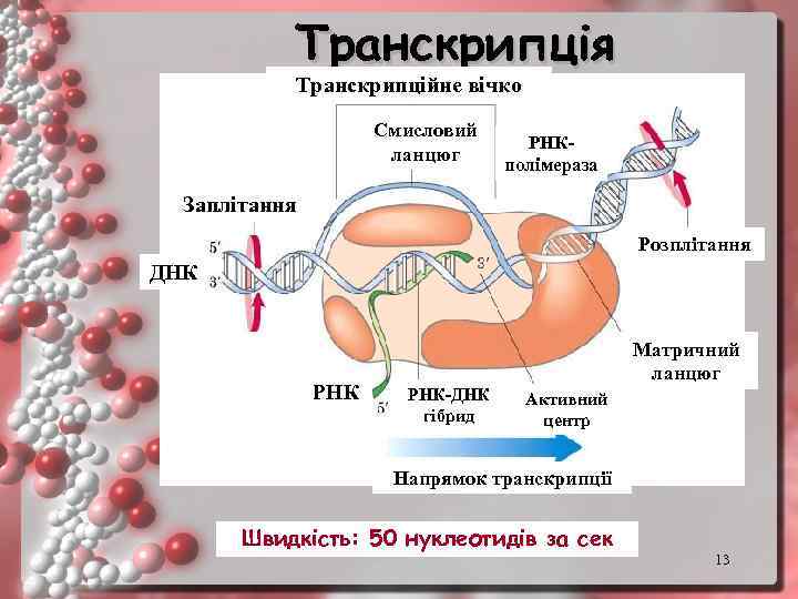 Транскрипція Транскрипційне вічко Смисловий ланцюг РНКполімераза Заплітання Розплітання ДНК РНК Матричний ланцюг РНК-ДНК гібрид