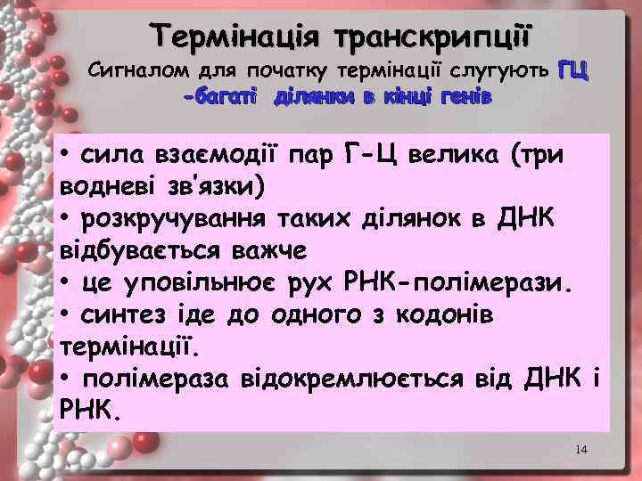 Термінація транскрипції Сигналом для початку термінації слугують ГЦ -багаті ділянки в кінці генів •