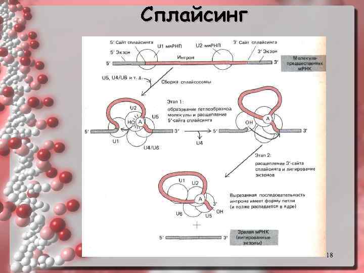 Сплайсинг 18 