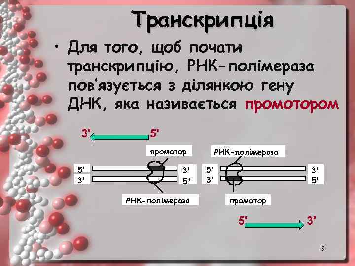 Транскрипція • Для того, щоб почати транскрипцію, РНК-полімераза пов’язується з ділянкою гену ДНК, яка