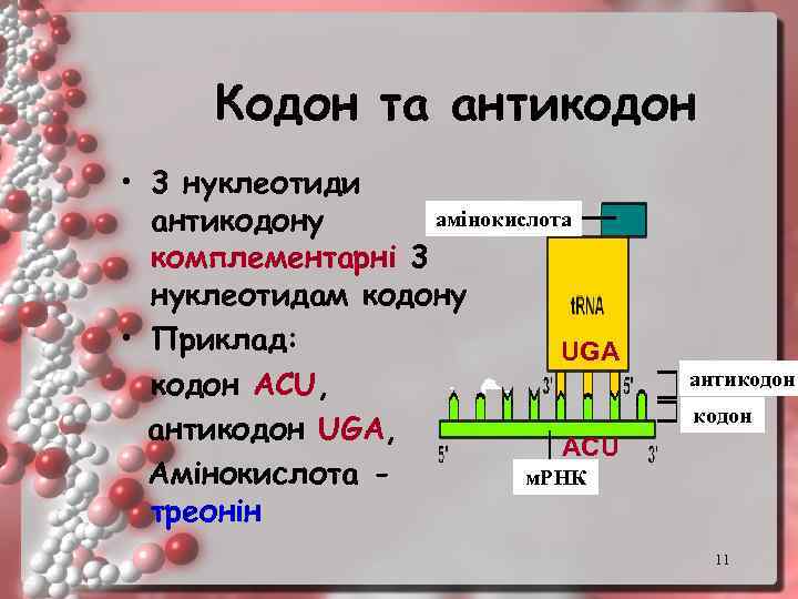 Антикодон и стоп кодон