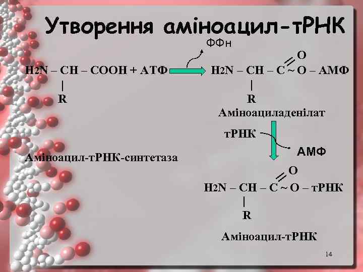 Утворення аміноацил-т. РНК ФФн H 2 N – CH – COOH + АТФ |