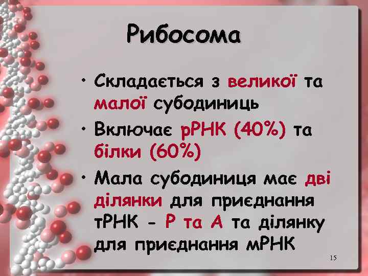 Рибосома • Складається з великої та малої субодиниць • Включає р. РНК (40%) та