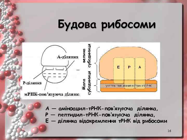 А-ділянка Р-ділянка Мала велика субодиниця Будова рибосоми м. РНК-пов’язуюча ділянка А — аміноацил-т. РНК-пов’язуюча