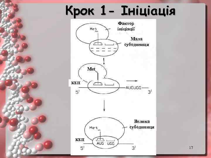Крок 1 - Ініціація Фактор ініціації Мала субодиниця Met КЕП Велика субодиниця КЕП 17