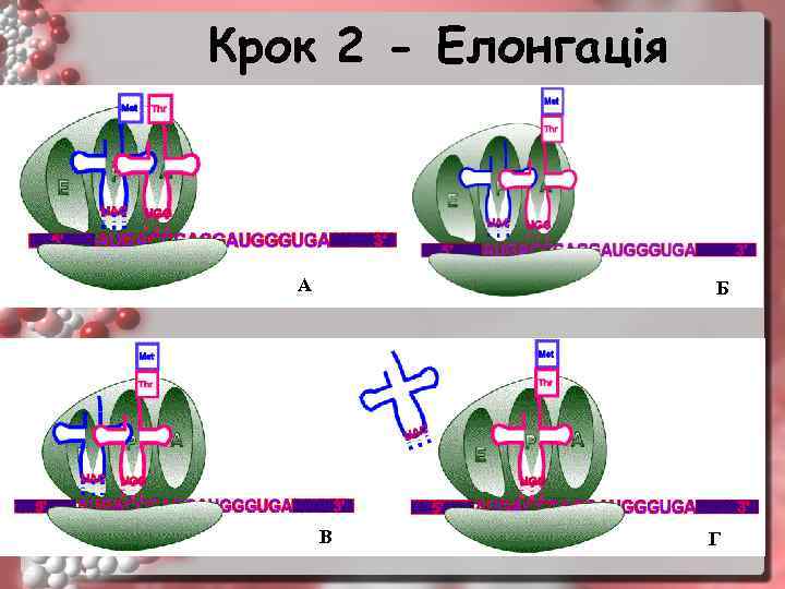 Крок 2 - Елонгація А Б В Г 18 