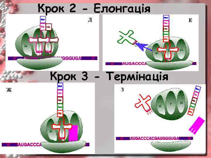 Крок 2 - Елонгація Д Е Крок 3 - Термінація Ж З 19 