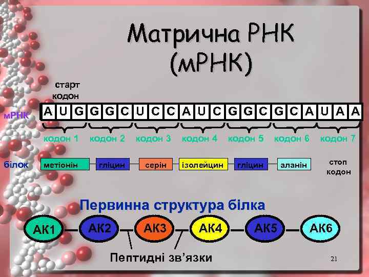 Матрична РНК (м. РНК) старт кодон м. РНК A U G G G C