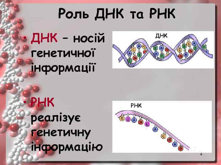 Роль ДНК та РНК • ДНК – носій генетичної інформації • РНК реалізує генетичну