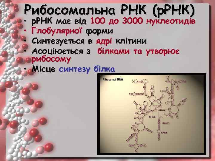 Рибосомальна РНК (р. РНК) • • р. РНК має від 100 до 3000 нуклеотидів