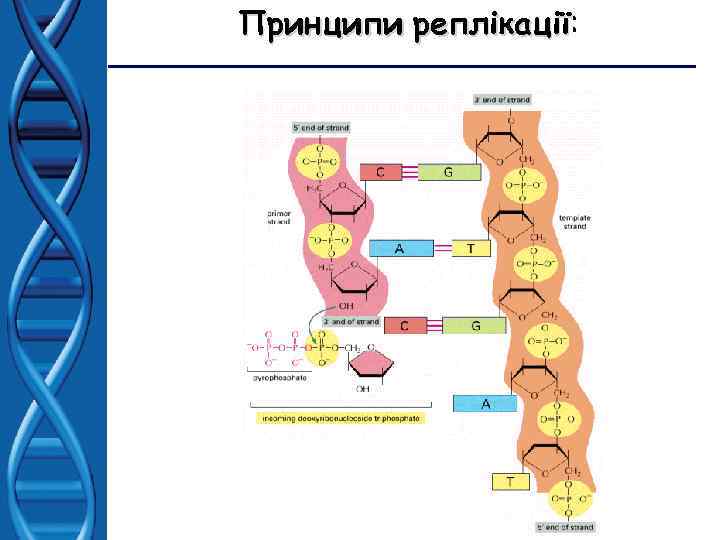 Принципи реплікації: реплікації 