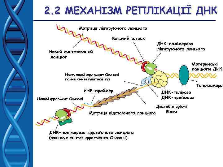 2. 2 МЕХАНІЗМ РЕПЛІКАЦІЇ ДНК Матриця лідируючого ланцюга Ковзний затиск Новий синтезований ланцюг ДНК-полімераза