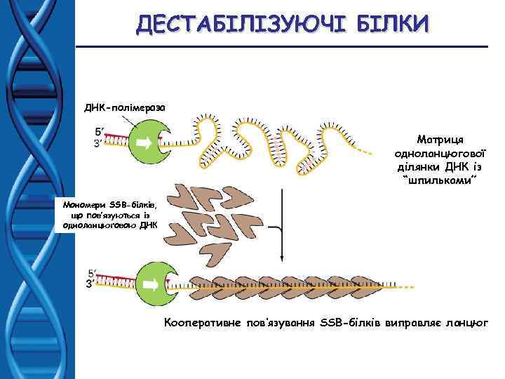 ДЕСТАБІЛІЗУЮЧІ БІЛКИ ДНК-полімераза Матриця одноланцюгової ділянки ДНК із “шпильками” Мономери SSB-білків, що пов’язуються із
