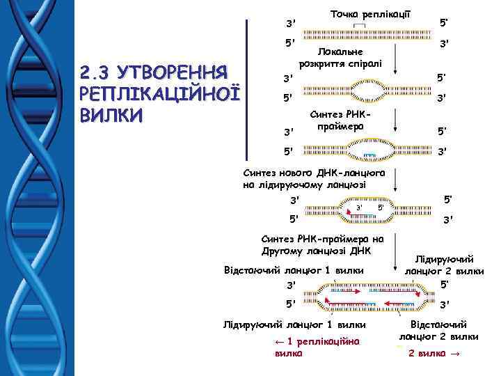 Точка реплікації 3' 5' 2. 3 УТВОРЕННЯ РЕПЛІКАЦІЙНОЇ ВИЛКИ Локальне розкриття спіралі 5’ 3'